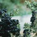 Baie de Goji noire séchée au rouge et aux herbes biologiques de Medlar